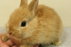 Bunny-Rabbit